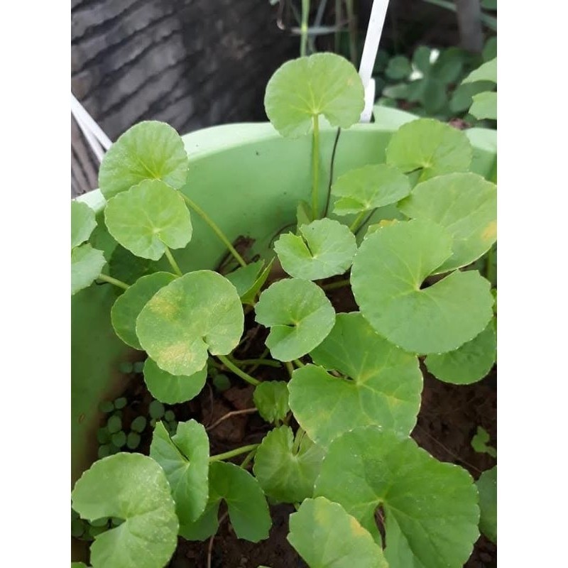 

jual pegagan/lalapan antanan segar J.Y.A