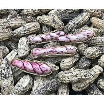 

Kacang Lurik 1 Kg, Bergizi Tinggi Dan Unik