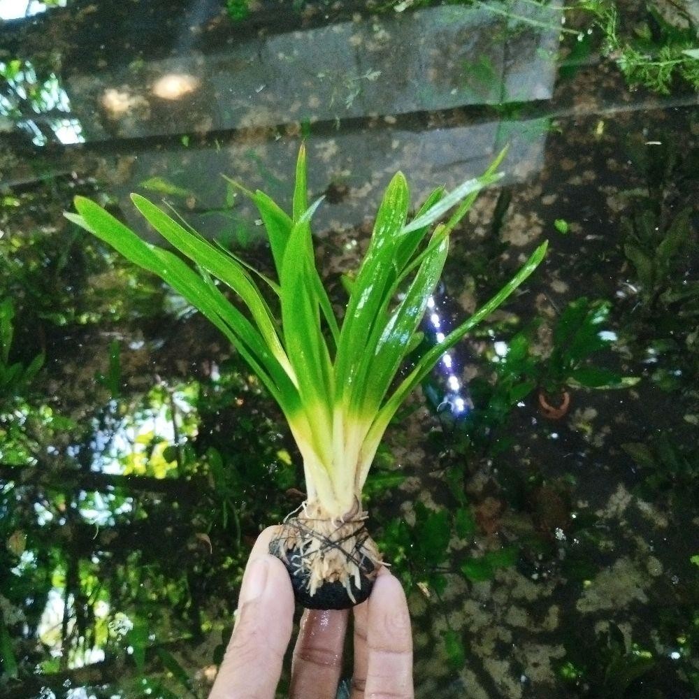 tumbuhan air untuk dekorasi aquarium/aquascpe