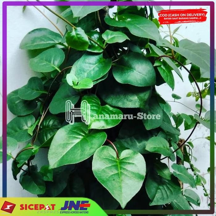 

Herbal Daun Binahong Merah/50 Lembar