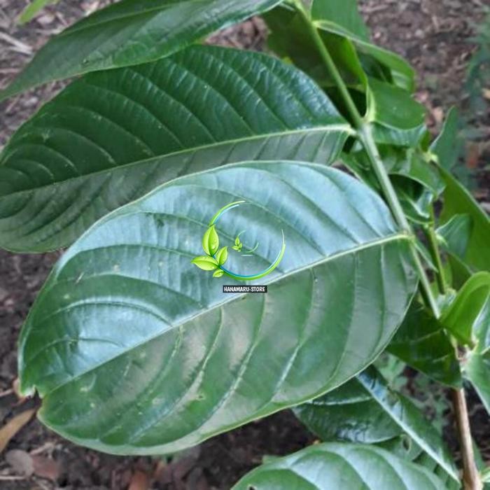 

Herbal Daun Bungur Super Segar/Lembar