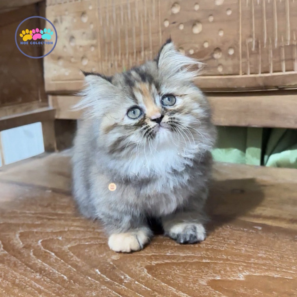 Open Adopt Kitten, Adopsi Kucing Munchkin, Munchkin Betina, Kitten Kaki Pendek 3 Bulan