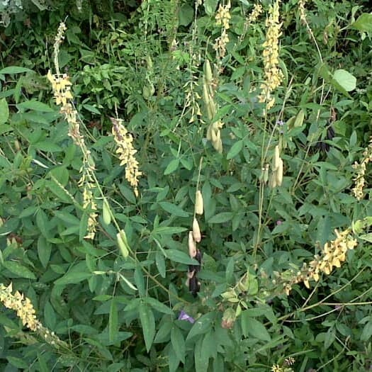 

terlaris herbal daun orok orok