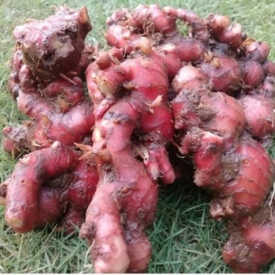 

Jahe Merah Super 1 Kg Sudah Bersih Dan Segar