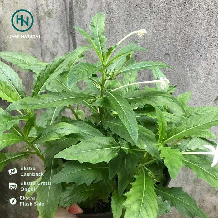 Bibit kitolod tetes mata - Obat herbal tetes mata