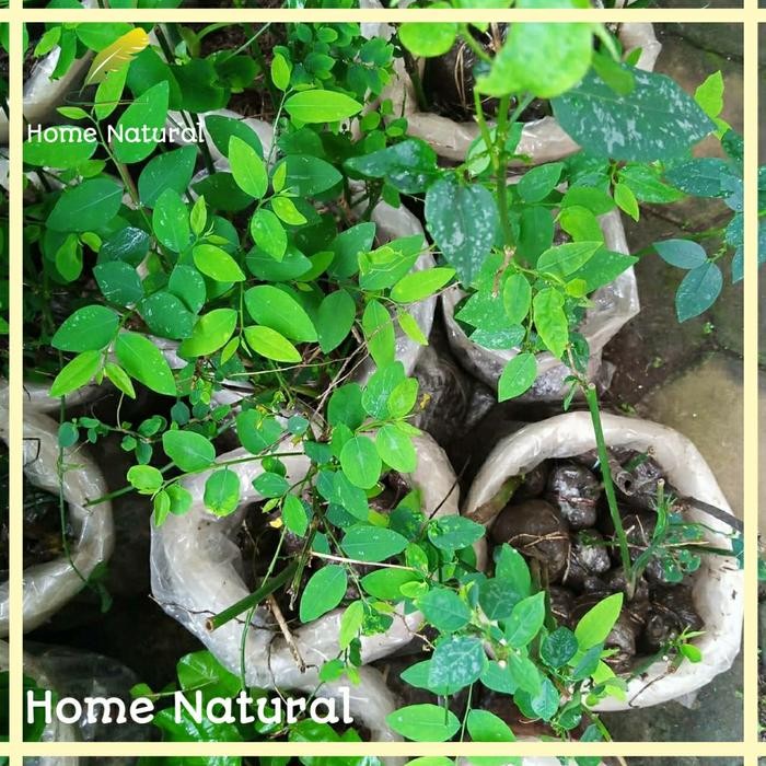 Bibit tanaman katuk - Herbal daun katuk - Bibit katuk berakar