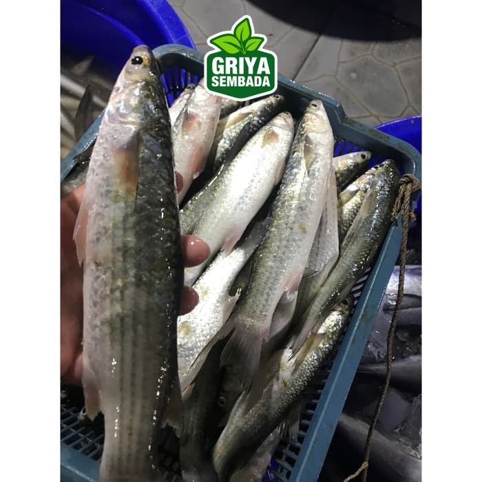 

Ikan Belanak Segar 1KG Griya Sembada