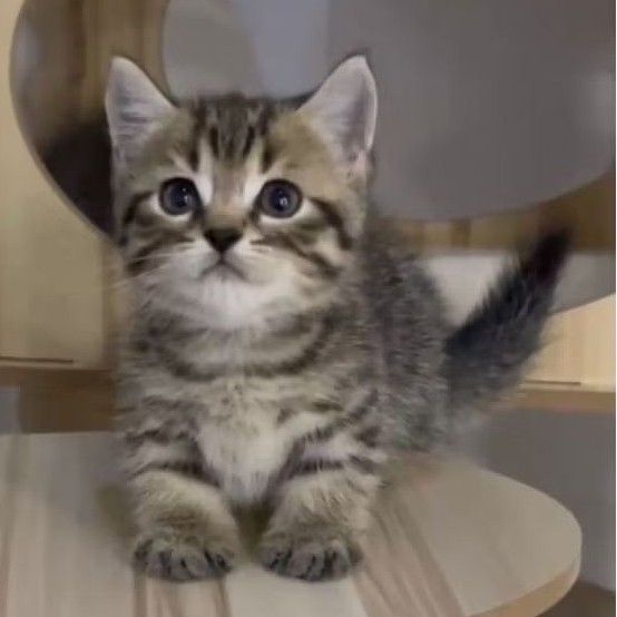 kucing bsh munchkin betina brown tabby | kitten bsh munchkin lucu girls