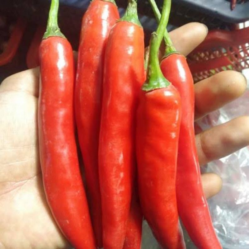 

cabai/cabe merah besar 1kg