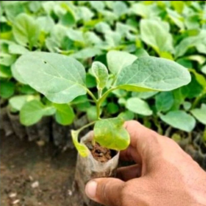 Bibit Tanaman Terong Hijau Jumbo