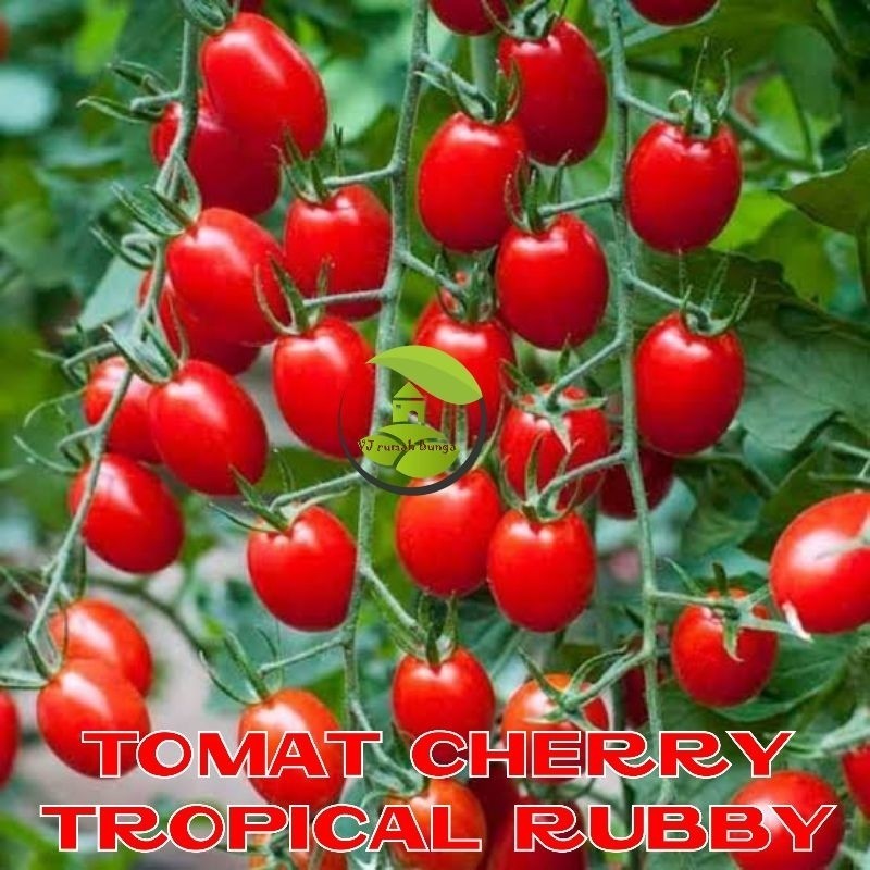 Benih bibit tomat cherry merah tropical ruby