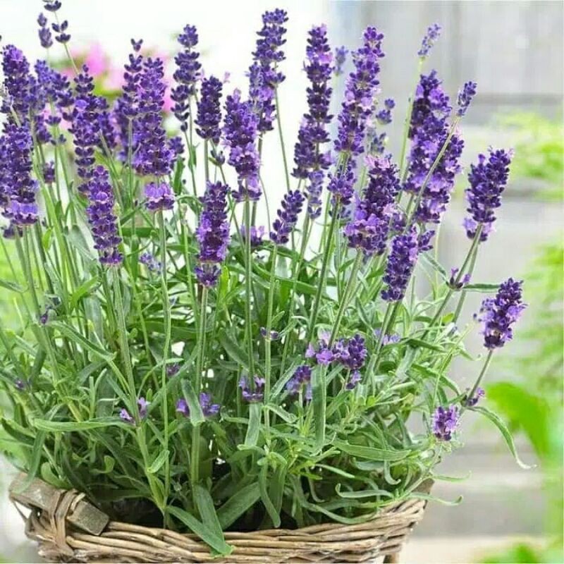 ( BISA COD ) Tanaman Hias Lavender - Pengusir Nyamuk