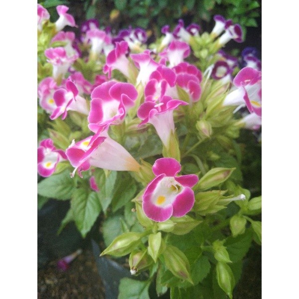 TORENIA BUNGA PINK PUTIH