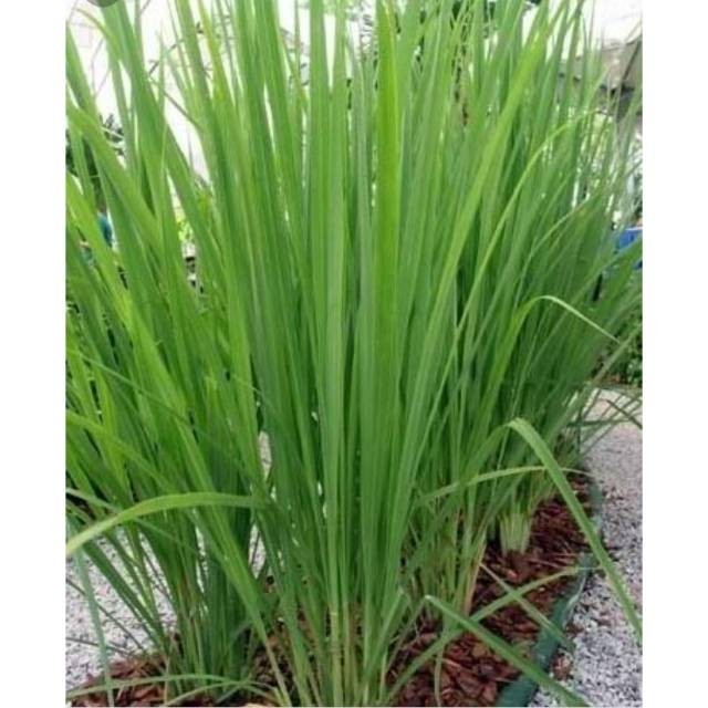 

Tanaman herbal sereh masak