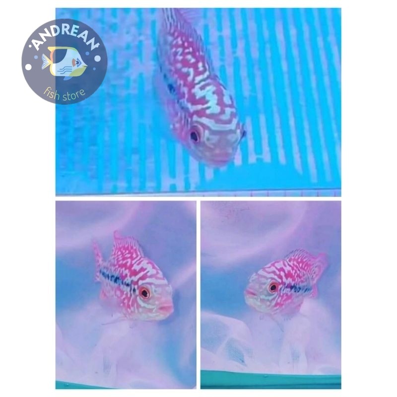 kebutuhan akuarium UPDATE BESAR Semi Progres Louhan VIP Blood Line Thailand Red Kamfa 5-6 cm