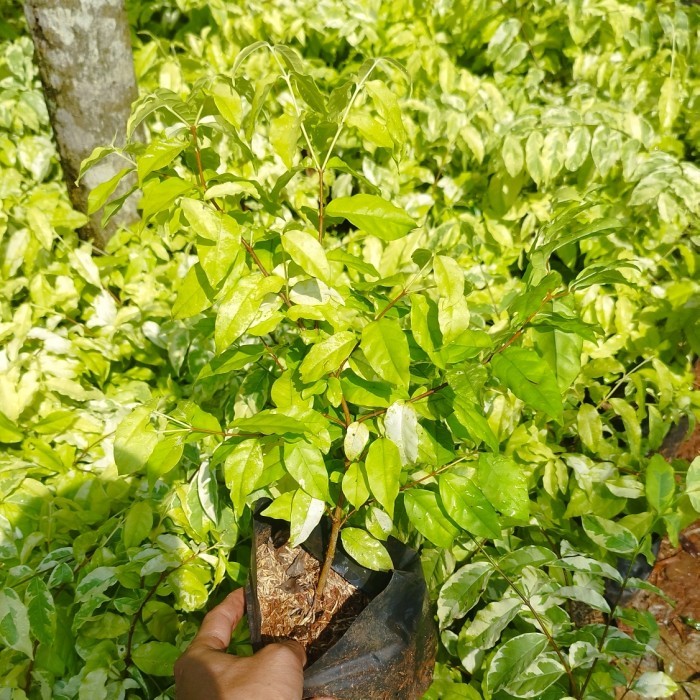 bibit bonsai anting putri | Tanaman anting putri bonsai