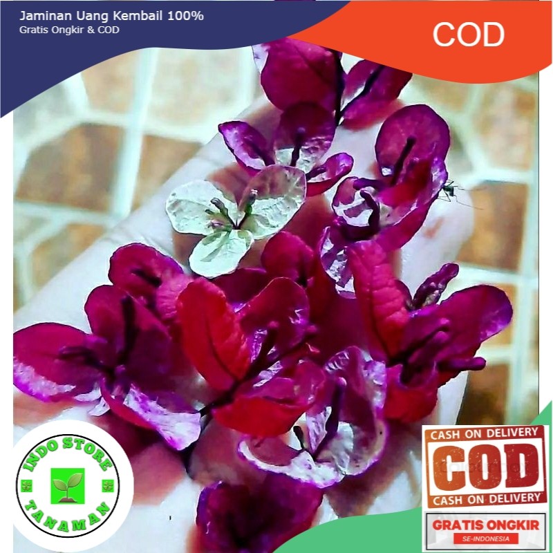 Bougenville Black Maria (COD)