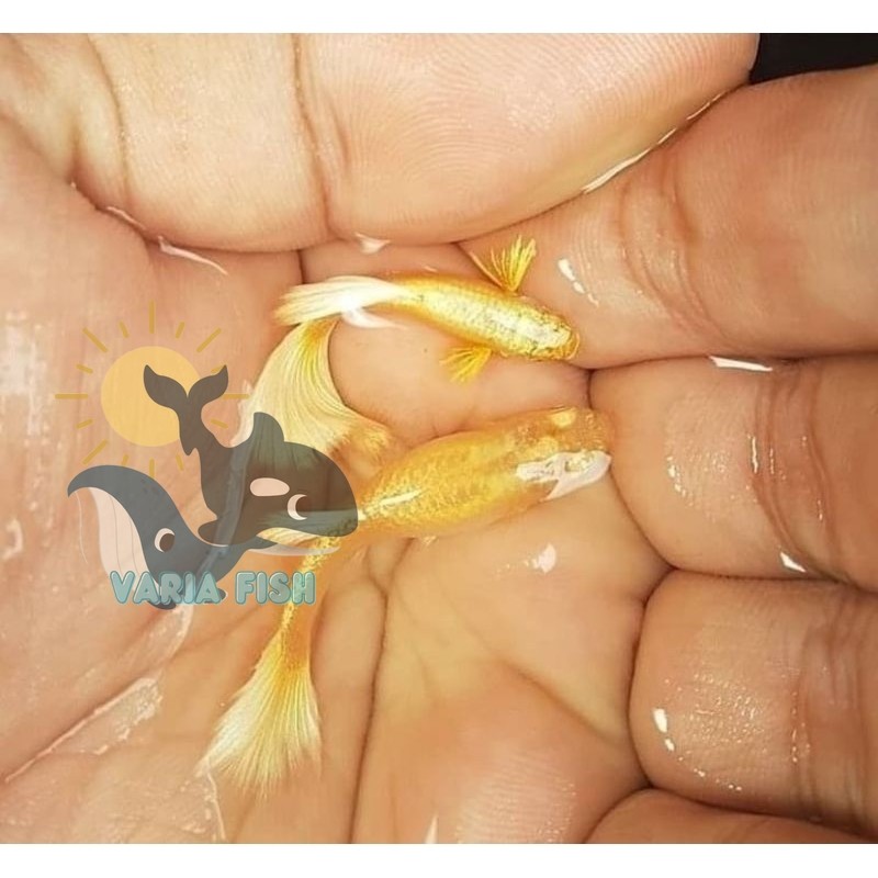 sepasang guppy gold Bahann Kualitass