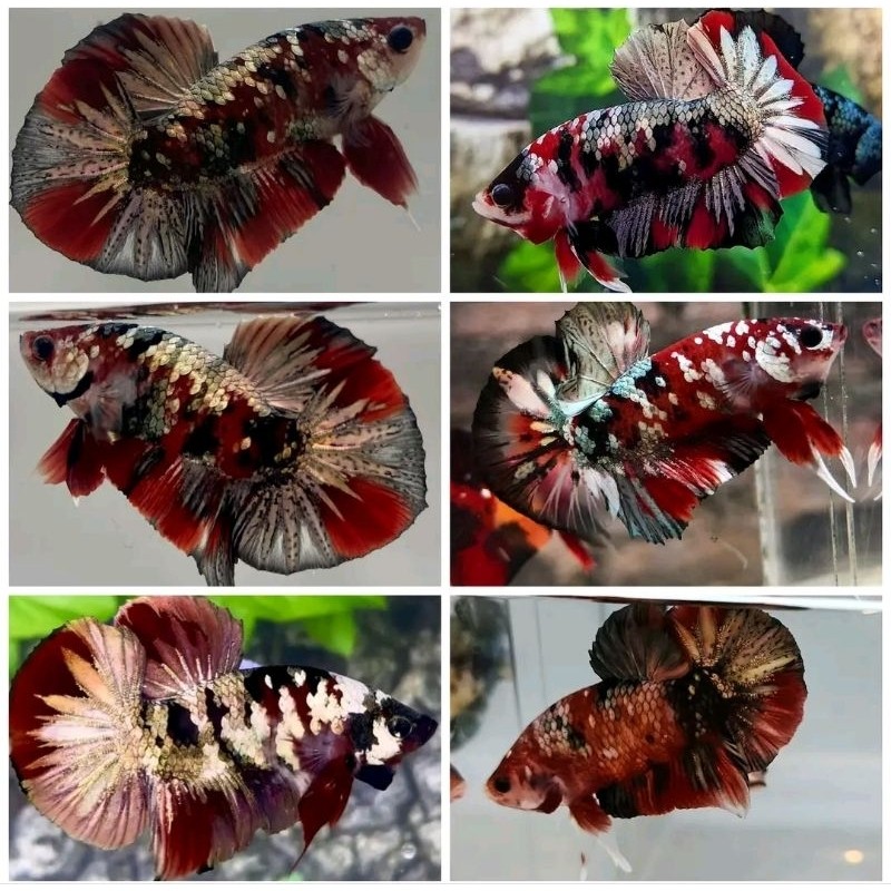 Dekorasi aquascape CUpang RED KOI COPPER emerald BISA COD