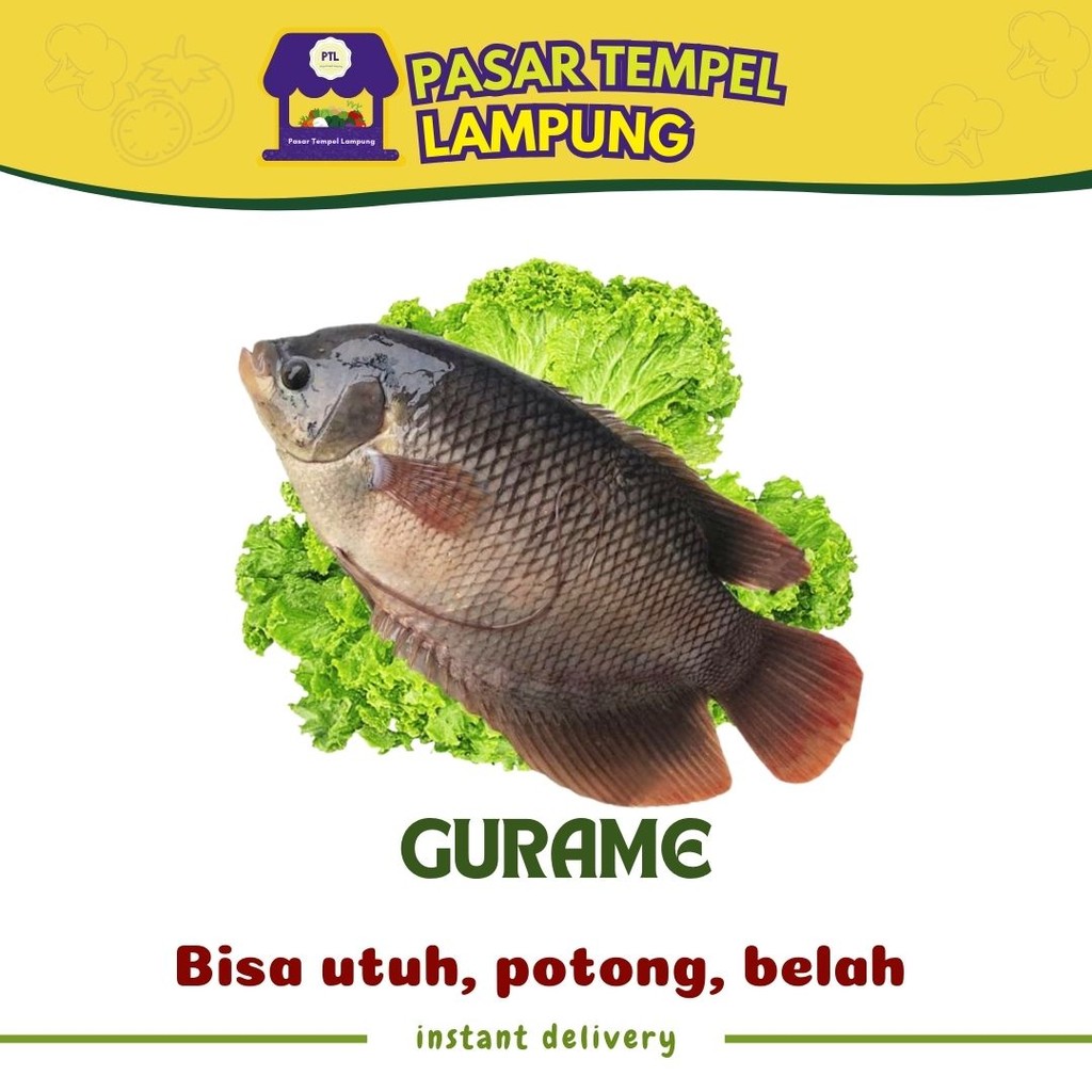 

Ikan Gurame Pasar Tempel Lampung Seafood Lampung