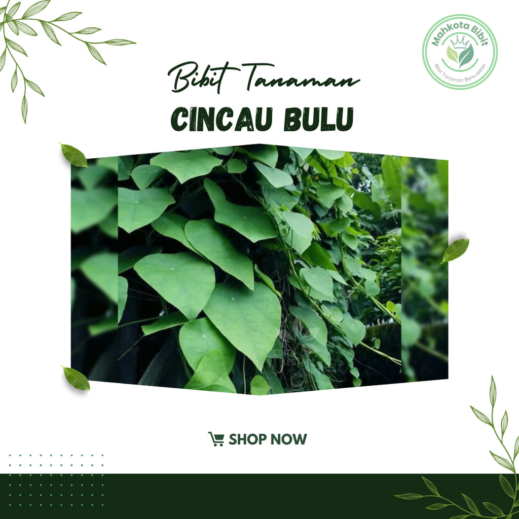 Bibit Cincau Hijau Rambat Bulu