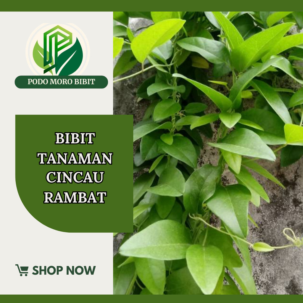 Bibit Cincau Hijau Rambat Bulu