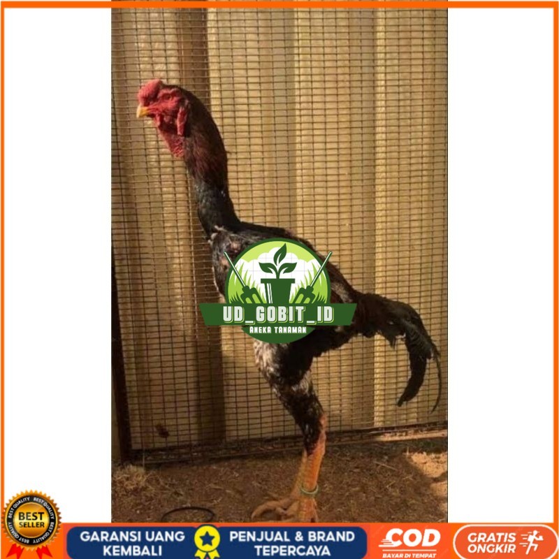 

TELUR AYAM MALAY UNTUK DI TETASKAN UD_GOBIT_ID