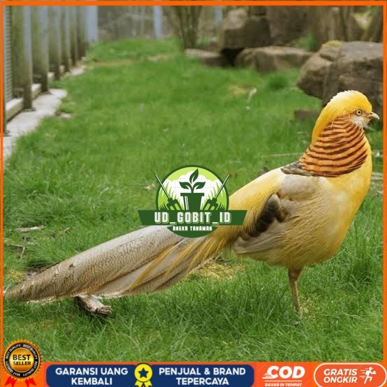 

Telur ayam hias ringneck yellow pheasant fertil asli UD_GOBIT_ID