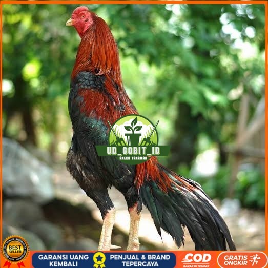 

Telur ayam bangkok pakhoy petarung aduan fertil siap ditetaskan UD_GOBIT_ID
