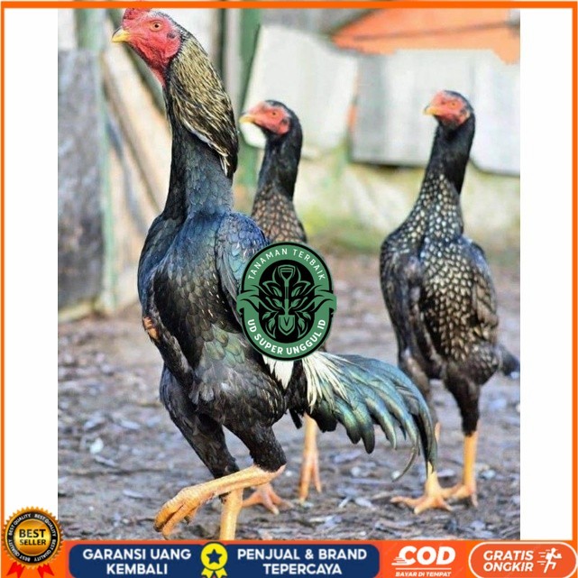 

Telur ayam shamo jepang bangkok aduan fertil siap ditetaskan - ayam-shamo UD_SUPER_UNGGUL_ID