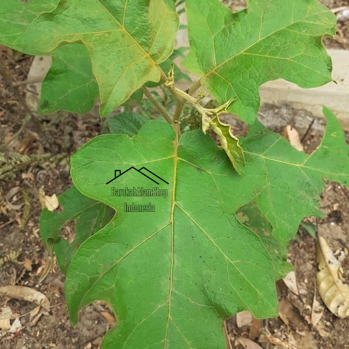 

Daun takokak segar - 250gr petik dadakan saat ada order masuk