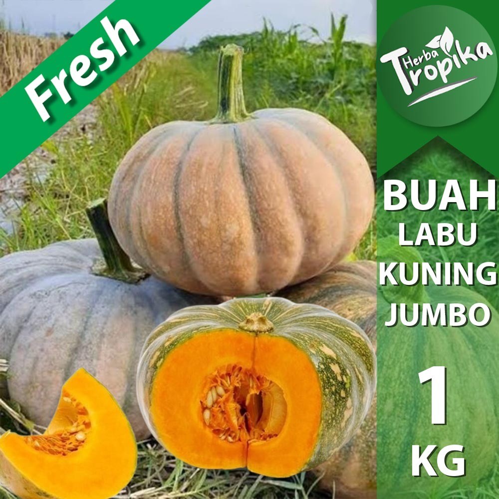

Buah Labu halloween 1 kg Super Enak Fresh per butir toko herba tropika