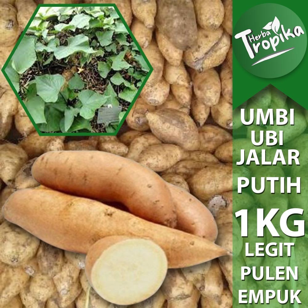

Umbi Ubi Jalar Putih Mentah Segar 1 kg premium pulen empuk toko herba tropika