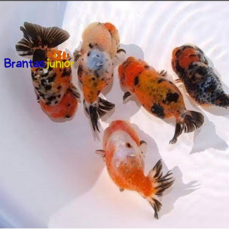 Promo isi 3 pcs Rancu pw/RW UK sedang 6-7 cm