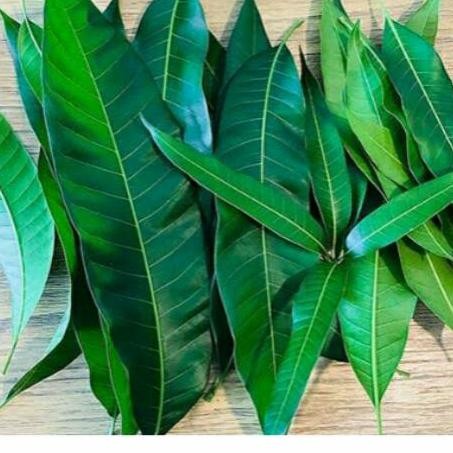 

READY STOKK Daun Buah Mangga Segar Fresh Obat Herbal 500Gram Murah
