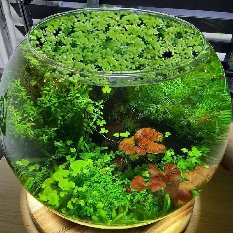 ISM - [COD] 100 Gr Azolla Microphylla – Pakan Ikan, Bebek, dan Pupuk Sawah Alami