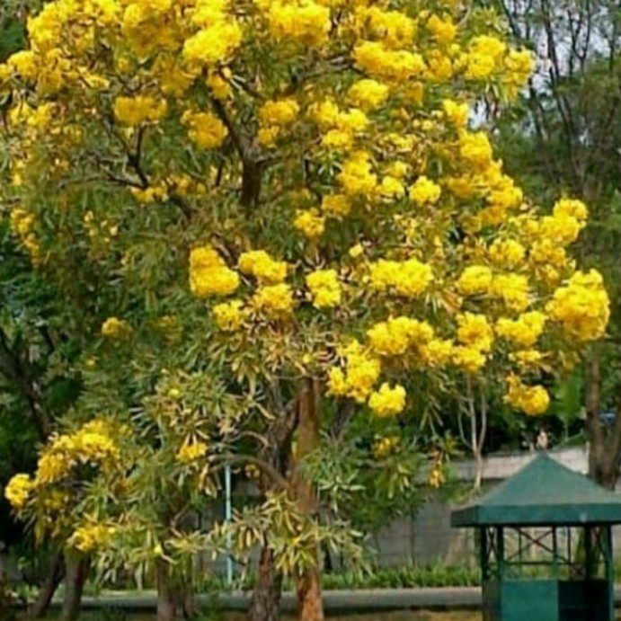 tanaman hias pohon tabebuya batang besar siap berbunga 5 meter