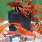 hobi lobster hias air tawar warna merah lobster aquascape