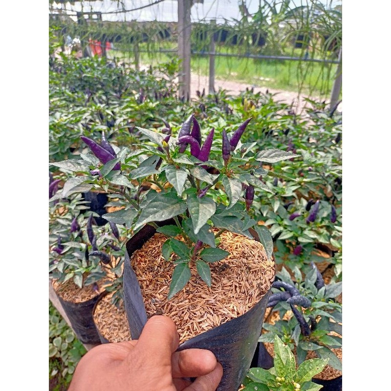 Tanaman Hidup Cabe Ungu Berbuah - Cabe Ungu - Cabe Ungu Berbuah - Bibit Cabe Ungu Berbuah