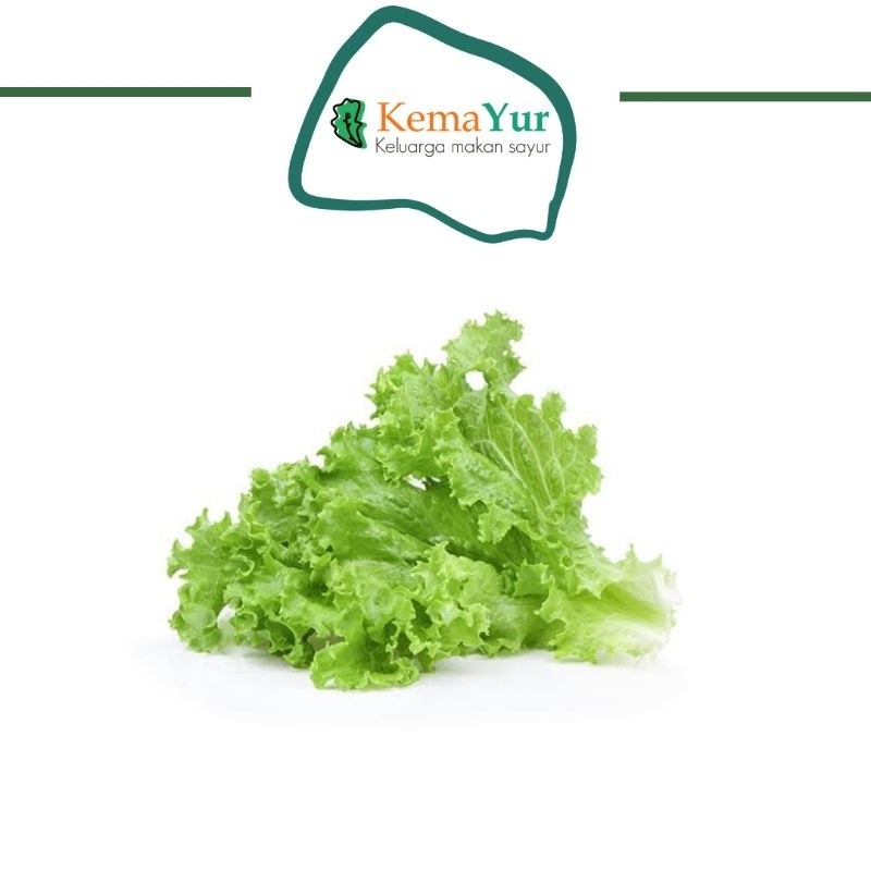 

SELADA KERITING 250GR - 1KG