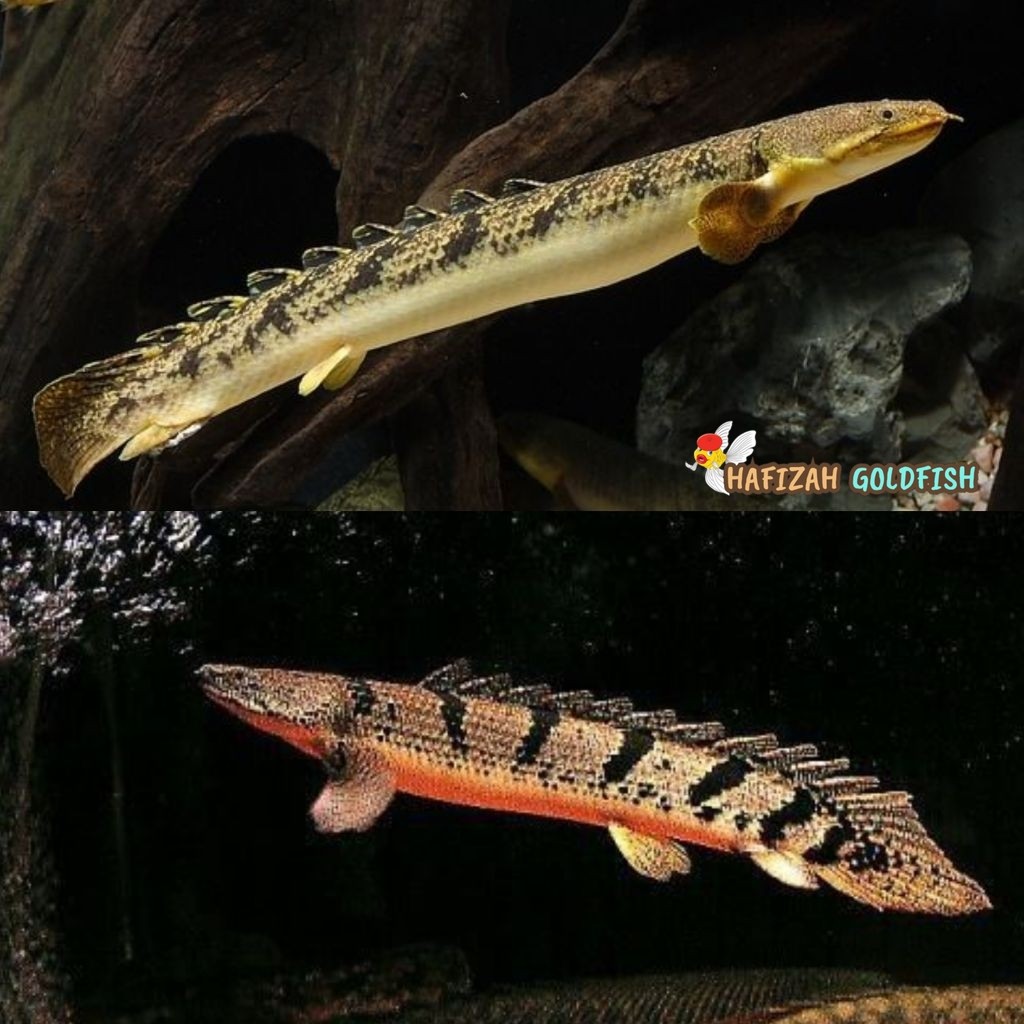 [hiasan aquarium] Ikan Hias Palmas Endlicheri Palmas Senegalus Palmas Albino Hiasan Aquarium