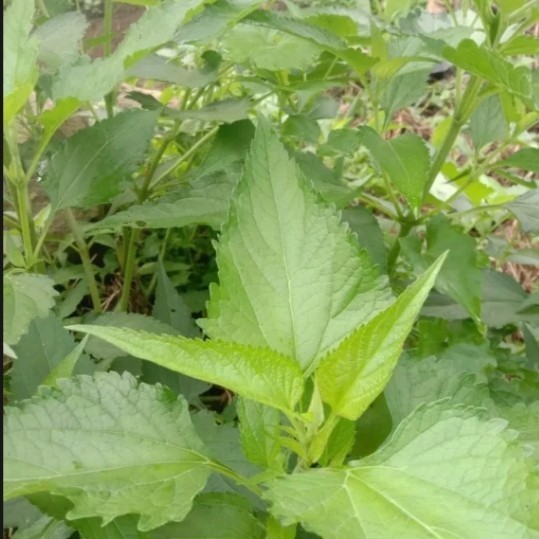 

Daun Kirinyuh segar daun Kaposanda neto 250gram