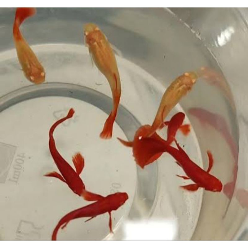 HIASAN AQUARIUM SEPASANG VVIP GUPPY AFR RED EAR LINE VIETNAM