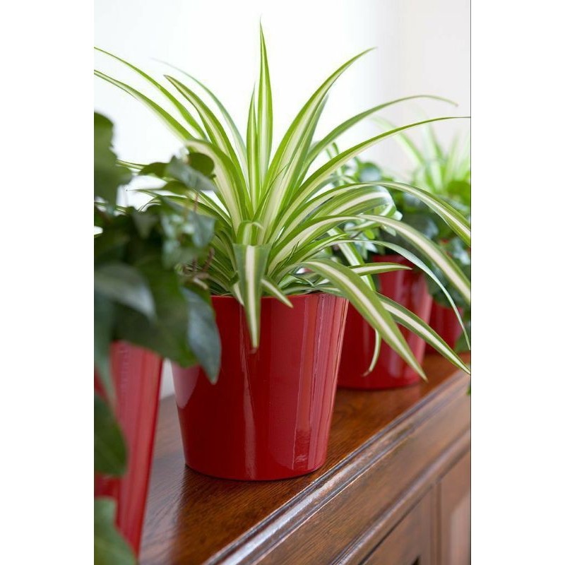 Tanaman Hias Lili paris Hawai - Tanaman Umbi Liliparis Putih - Tanaman Hidup Lili paris Hawai