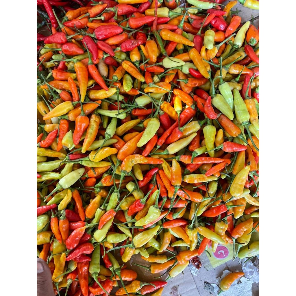 

cabe campur 1kg 1/2kg kriting 1/2kg rawit fresh murah