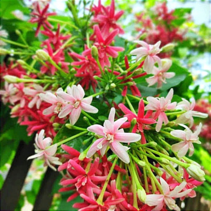 ( BISA COD ) PROMO! Tanaman Rambat Melati Belanda Bunga Melati Holland Merah Tanaman Hias Melati Hol