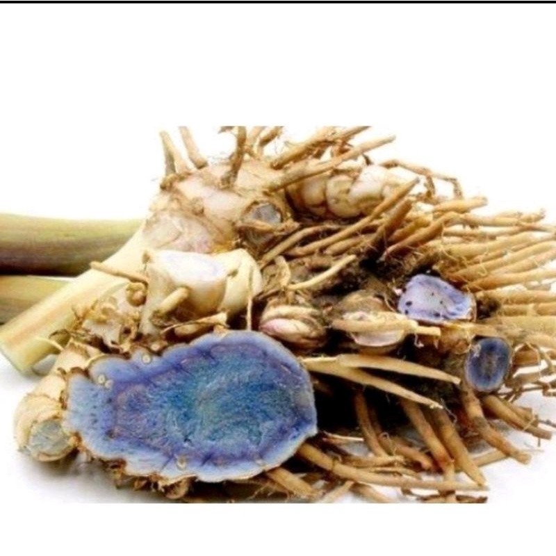 

temu ireng atau temu hitam segar 1kg sudah bersih