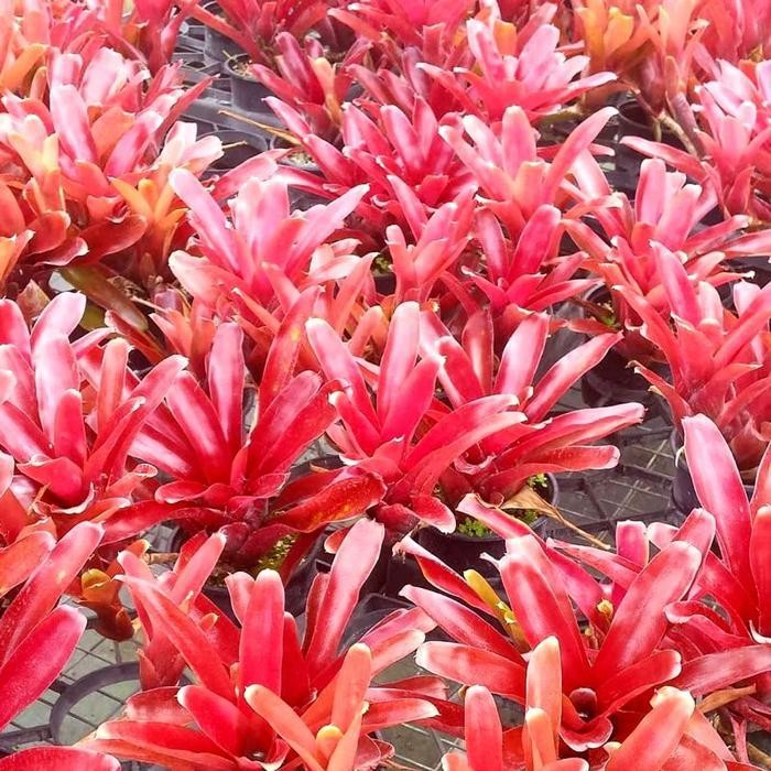 Bromelia merah mini - Bromelia merah mini termurah - MURAH
