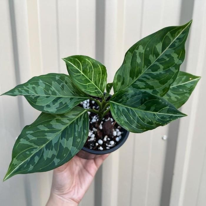 Aglonema Pictum Tricolor - Aglo - Aglonema Murah