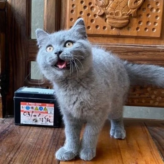 kucing bsh betina blue solid / british short hair